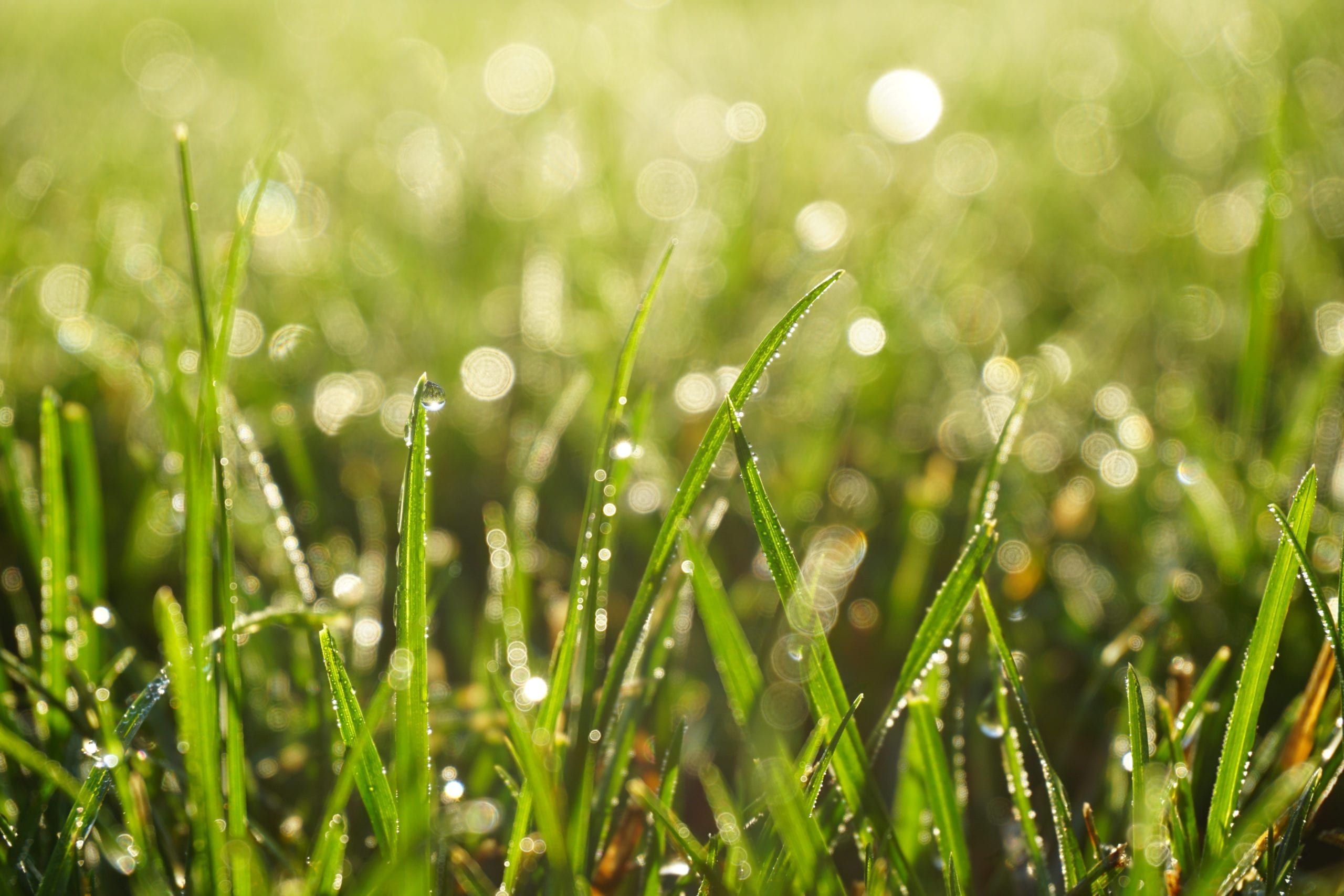 green grass with droplets on them